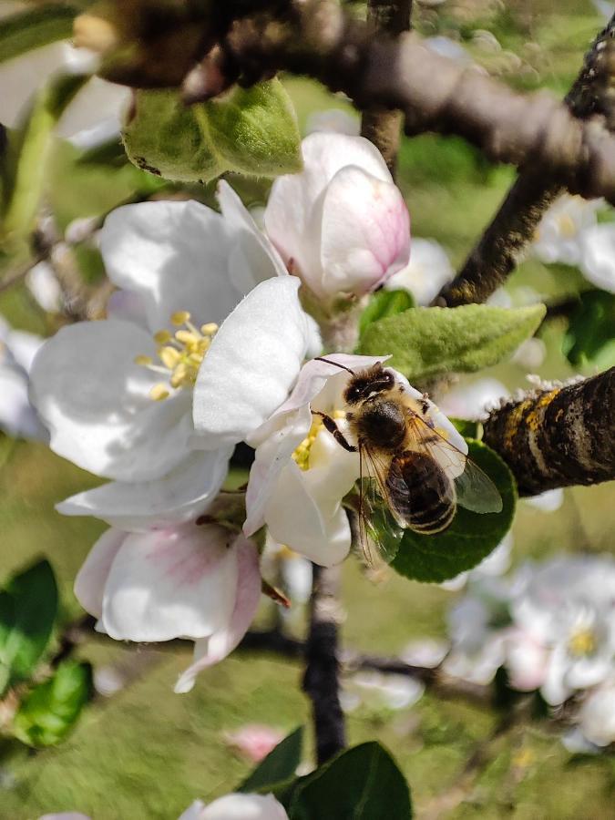 Vila Silent Orchard Naklo Exteriér fotografie